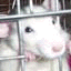 Rabit